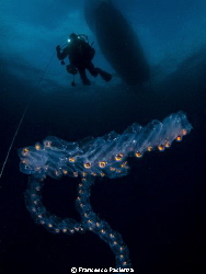 Salpa maxima under the boat. by Francesco Pacienza 